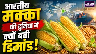 भारतीय मक्का की वैश्विक मांग क्यों बढ़ी? | Indian Maize Export | Global Demand | Agriculture News