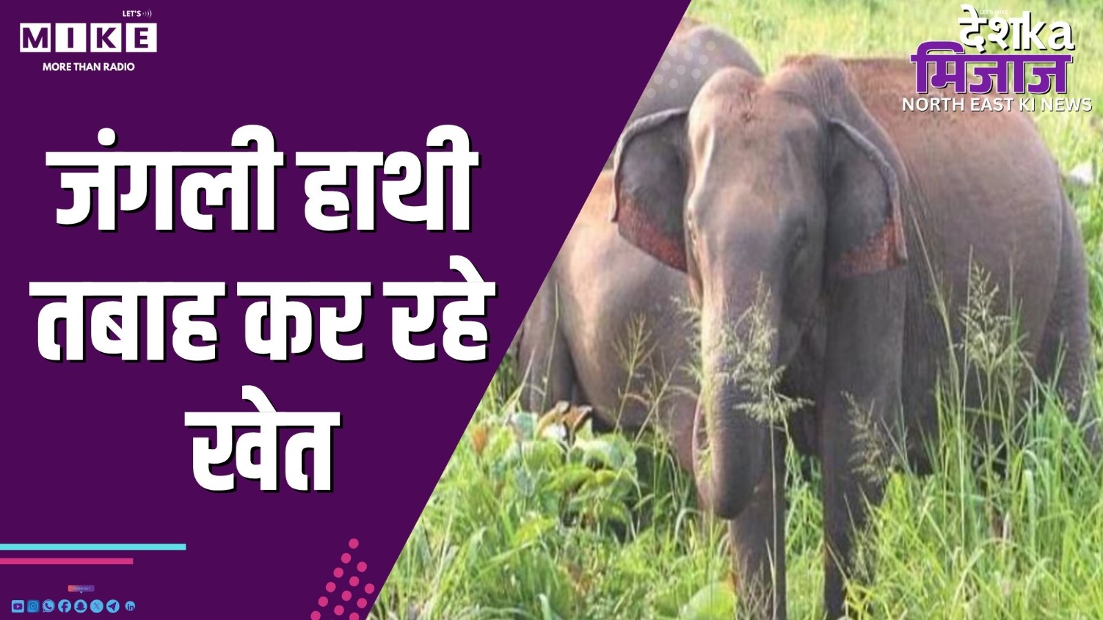 जंगली हाथी तबाह कर रहे खेत | Desh Ka Mijaj Northeast