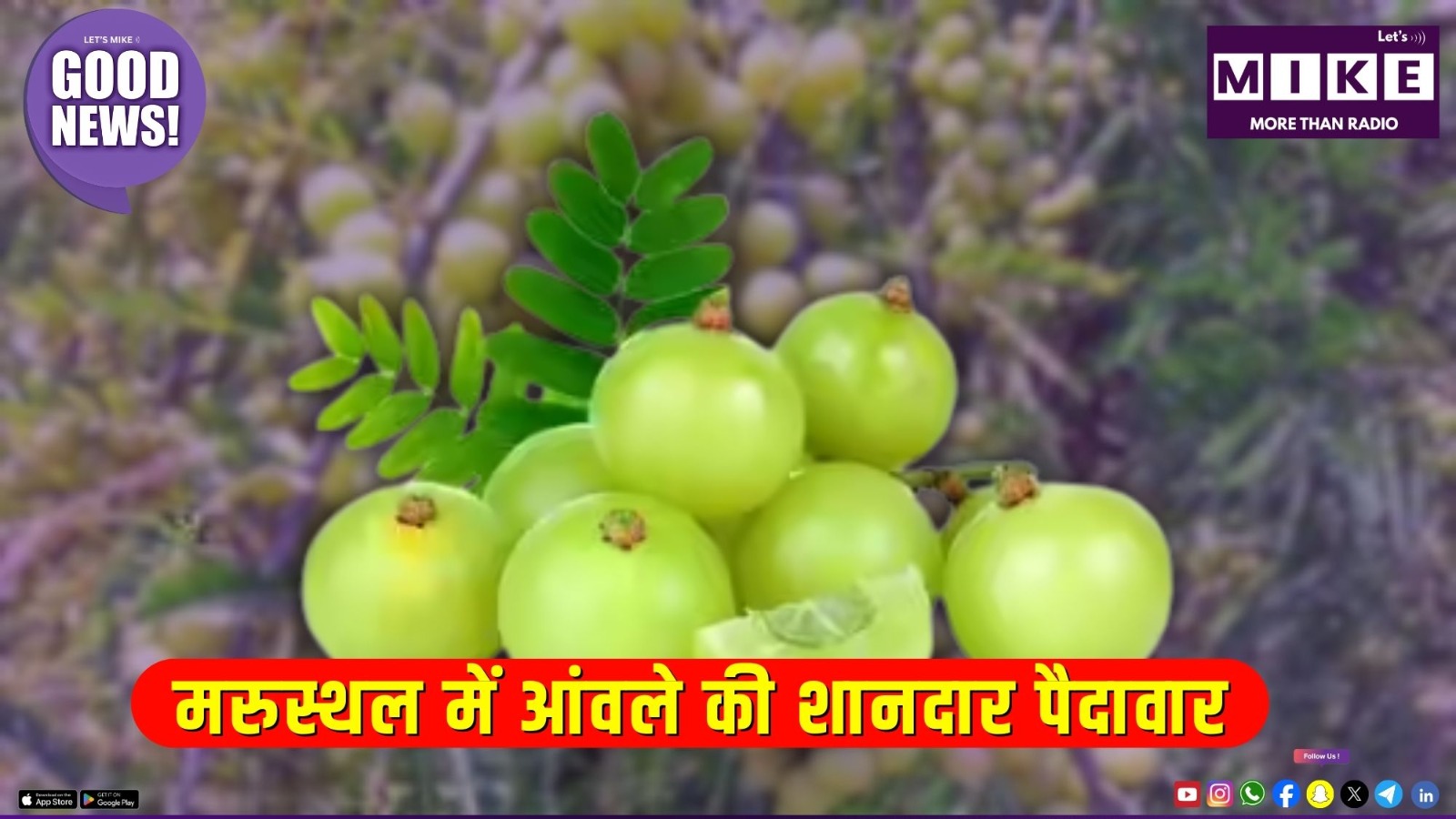 मरुस्थल में आंवले की शानदार पैदावार, गरीब दुल्हनों के कपड़े, तमिलनाडु की कालचट्टी | Good News