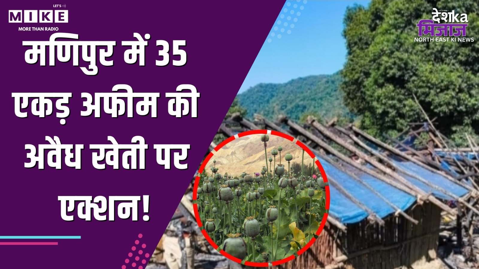Manipur में 35 एकड़ अफीम की अवैध खेती पर एक्शन! | Latest News | Top News | News Updat