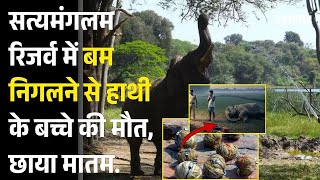 सत्यमंगलम रिजर्व में बम निगलने से हाथी के बच्चे की मौत, छाया मातम | Latest News | News Update