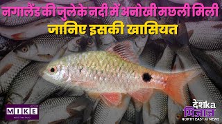 Let's Mike Desh Ka Mizaz North East News: नगालैंड की जुलेके नदी में अनोखी मछली मिली | जानिए खासियत