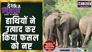 हाथियों ने उत्पाद कर किया फसल को नष्ट | East India News