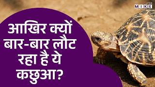Olive Ridley Sea Turtle: आखिर क्यों बार-बार लौट रहा है ये कछुआ? | Latest News | Chennai News